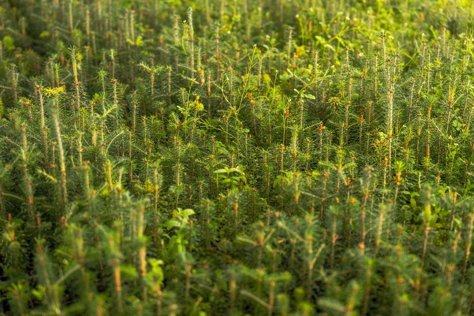 Prefectura de Tungurahua entrega 2.495 plantas para reforestar La Vaquería
