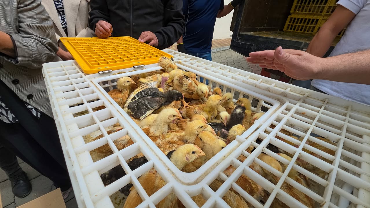 Prefectura de Cañar impulsa cadena productiva avícola en El Tambo con apoyo a 327 familias