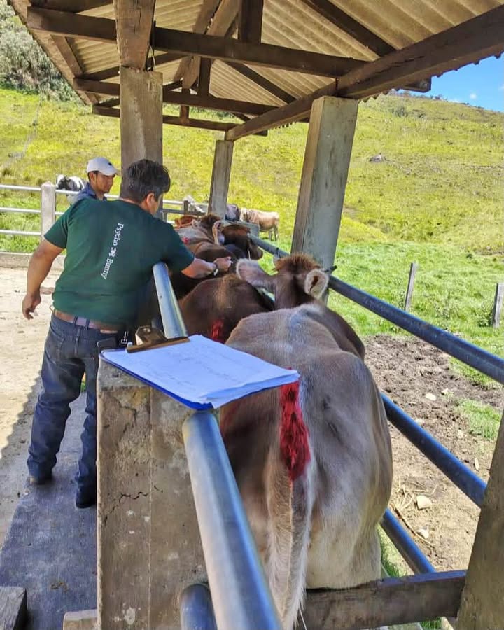 Prefectura de Loja ejecuta protocolo IATF para mejorar genética ganadera en Carigán y Yangana