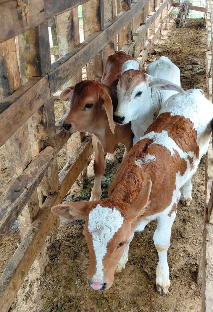Prefectura de Loja avanza en mejoramiento genético y escuela agropecuaria en Puyango