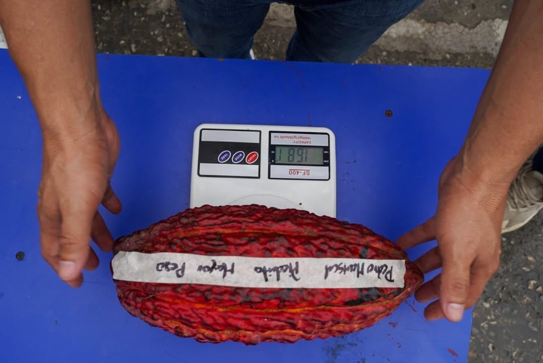 Prefectura de Cañar destaca calidad del cacao en Feria Productiva La Troncal 2026