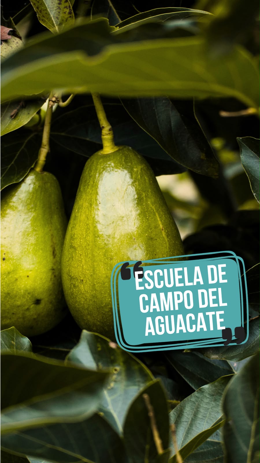 Prefectura de Pichincha fortalece agro con Escuelas de Campo en siete parroquias