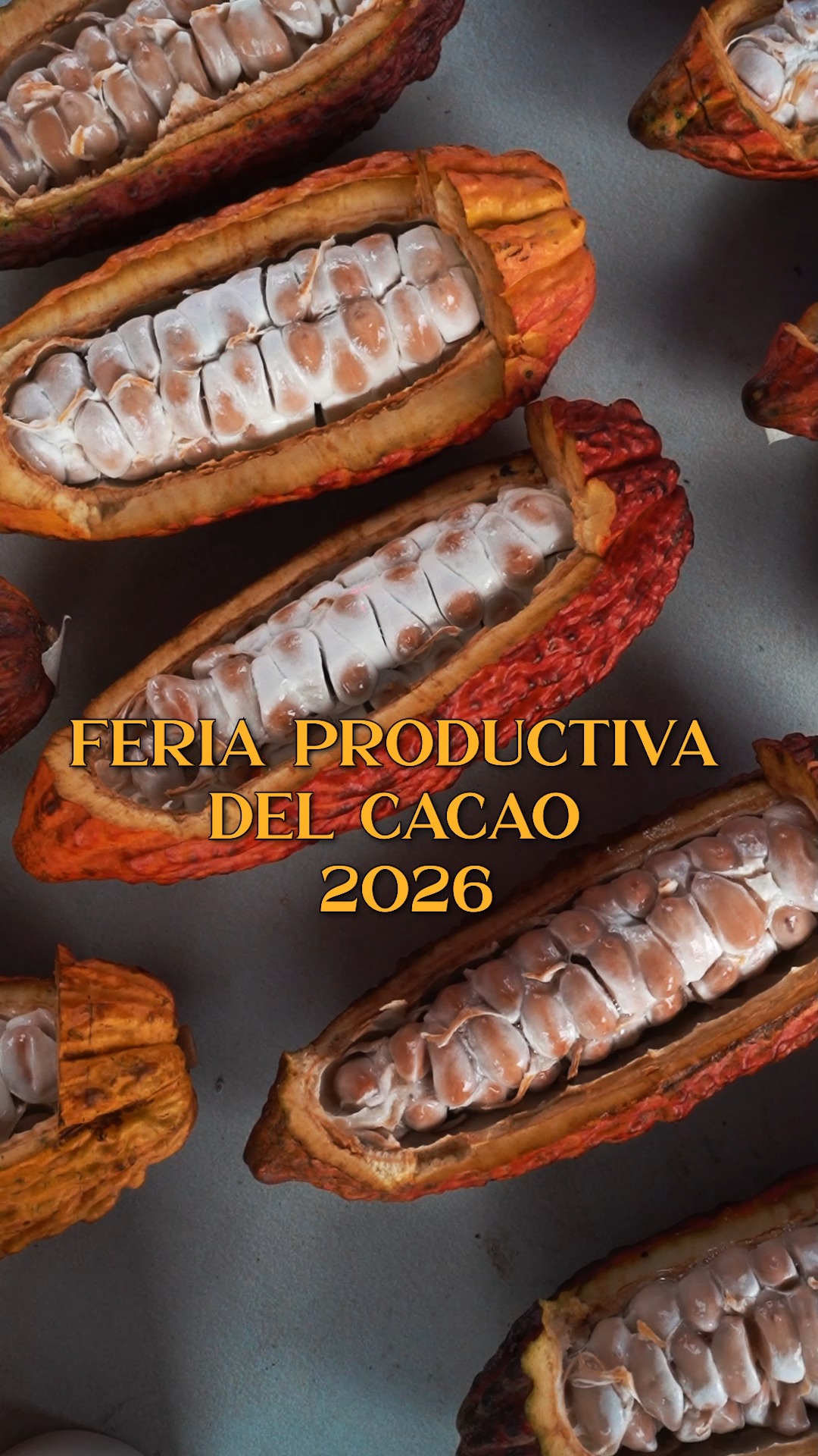 Prefectura de Cañar anuncia Feria Productiva del Cacao 2026 para el 20 de septiembre