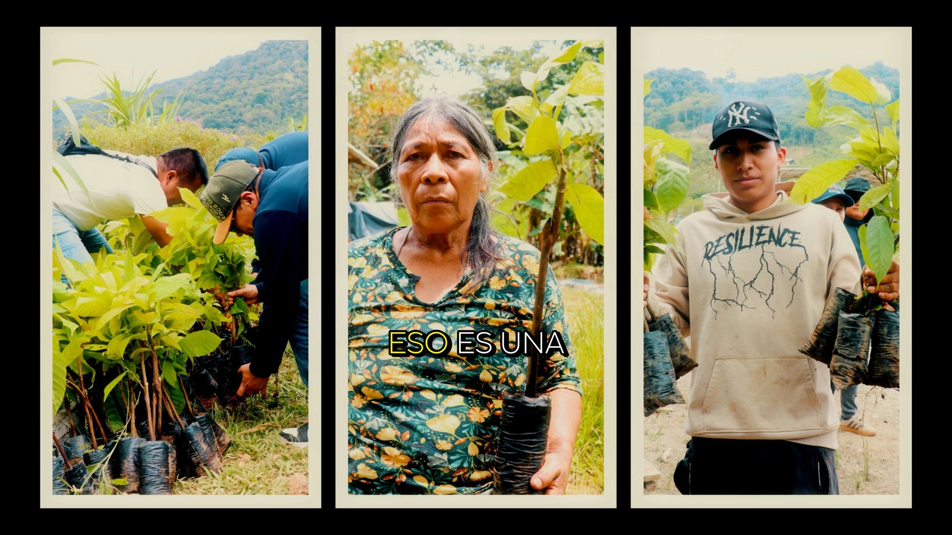 Prefectura del Carchi entrega 10 mil plantas de cacao CCN51 a comunidades de Tobar Donoso