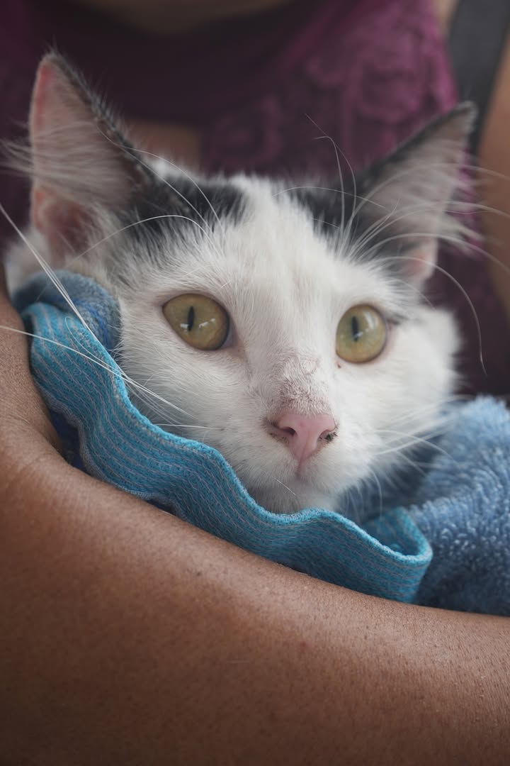 Prefectura de Cañar y MSP ejecutan campaña de vacunación antirrábica para proteger a las mascotas